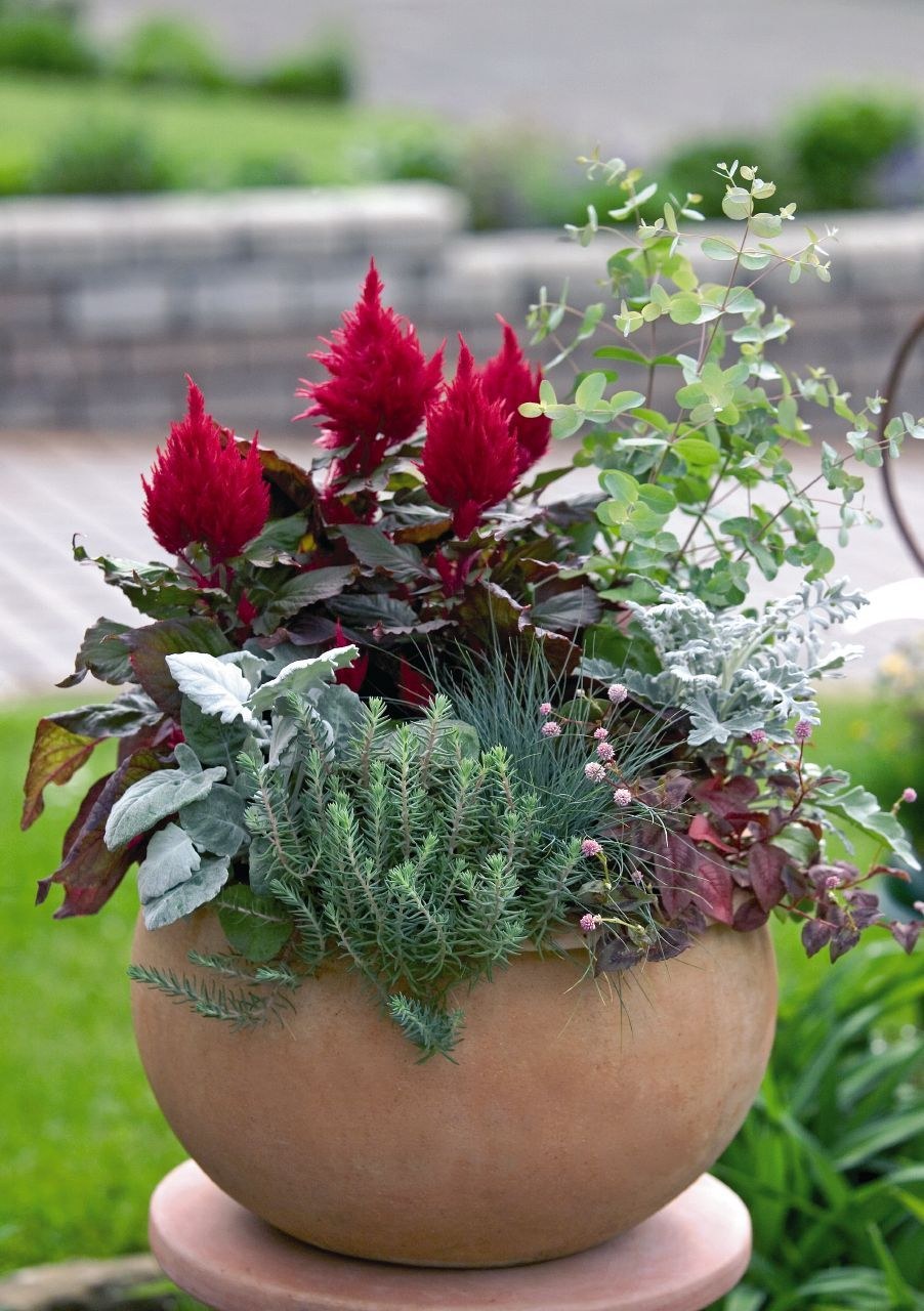 Целозия и лобелия