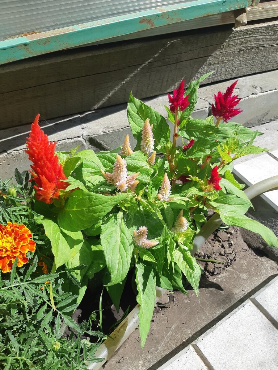 Целозия в ландшафтном дизайне (95 фото)