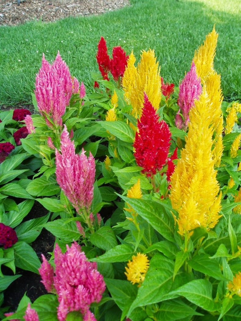 Целозия перистая Павлин