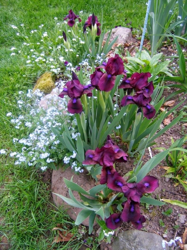 Ирис Сибирский Cherry Garden