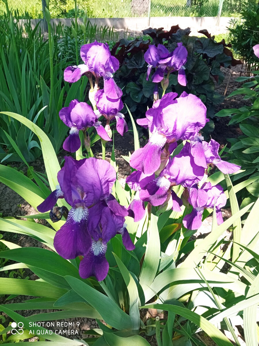 Ирис Гуд лукинг