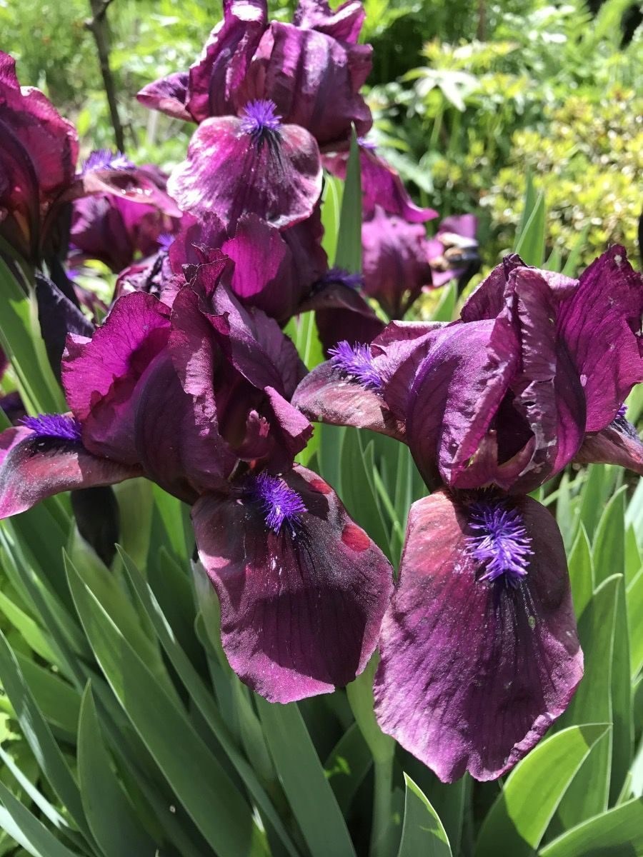 Ирис бородатый карликовый черри Гарден