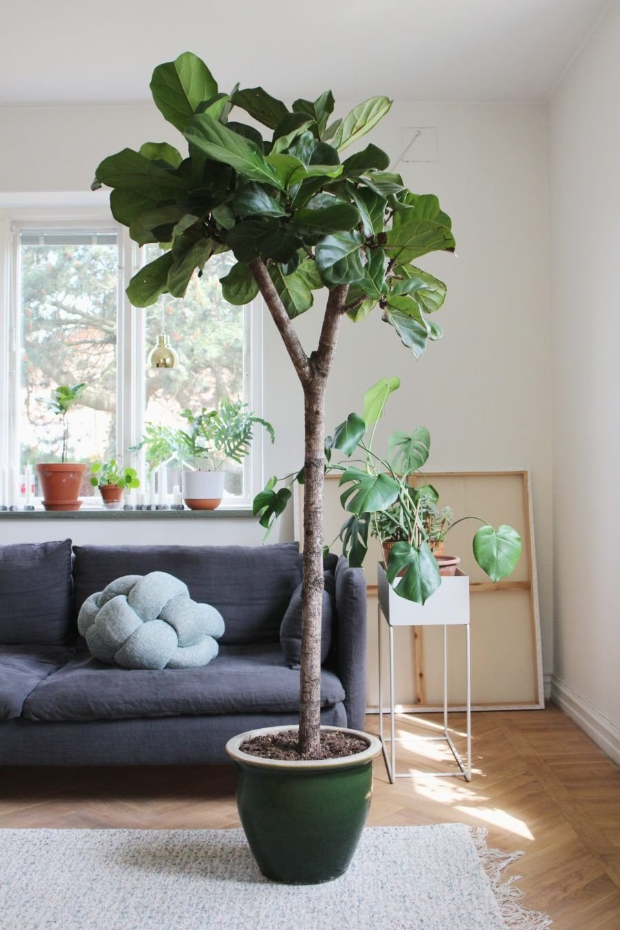 Фикус лирата дерево