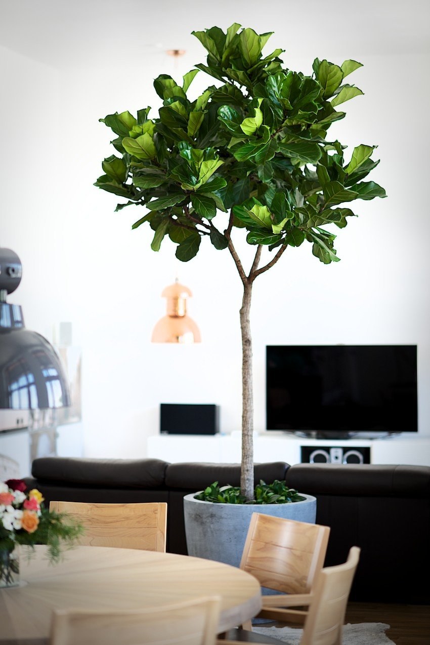 Фикус лировидный