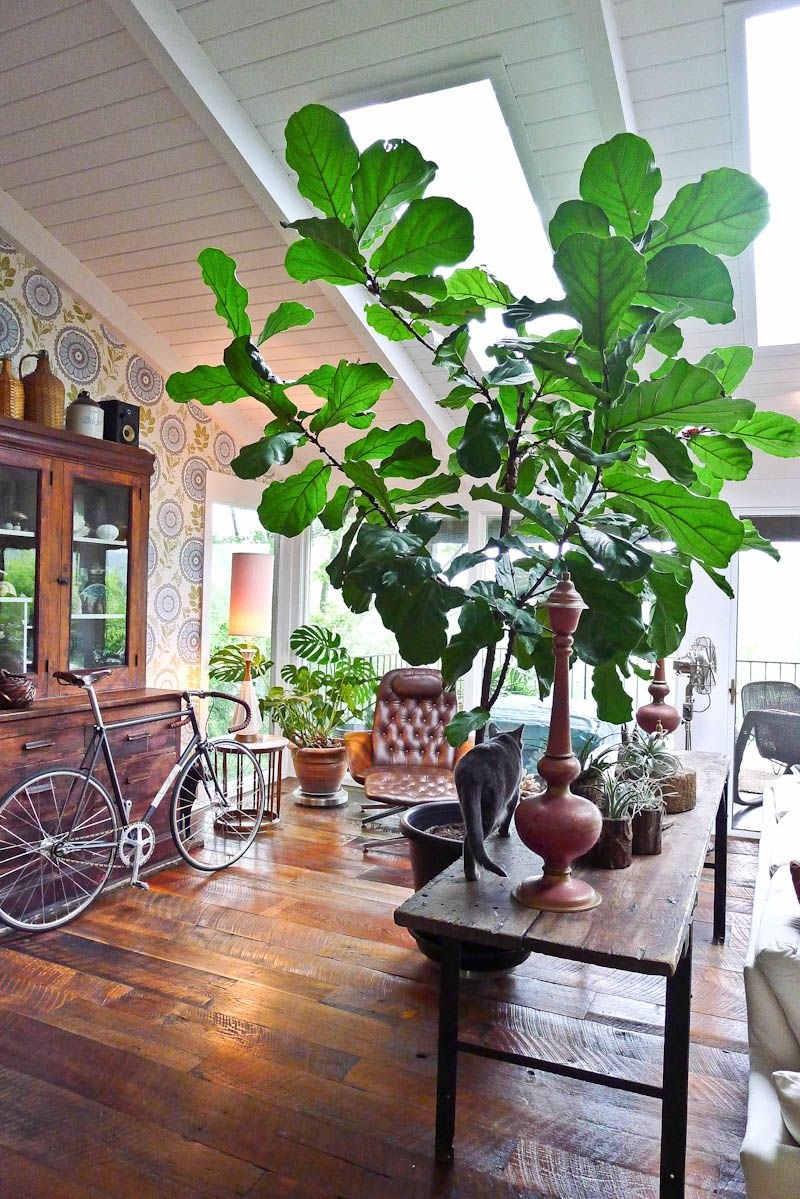 Фикус лирата дерево