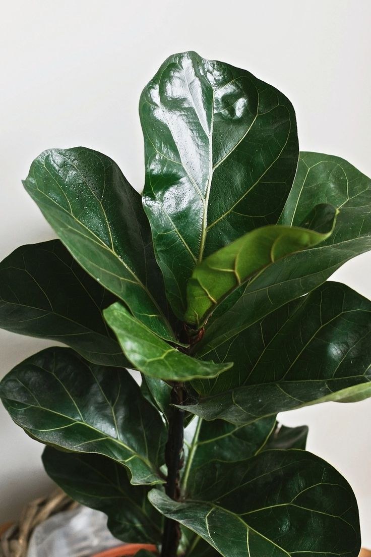 Фикус lyrata bambino