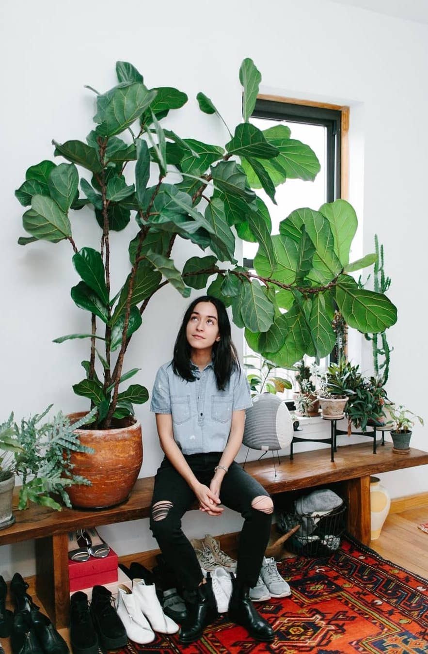 Цветок фикус лировидный