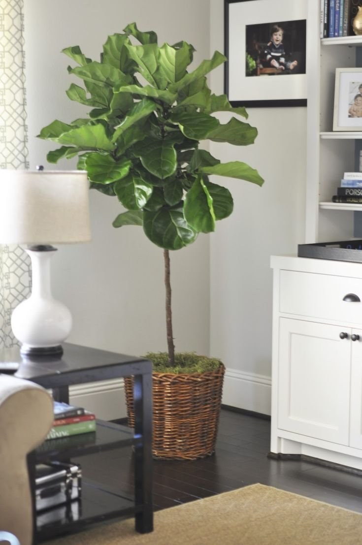 Фикус лировидный