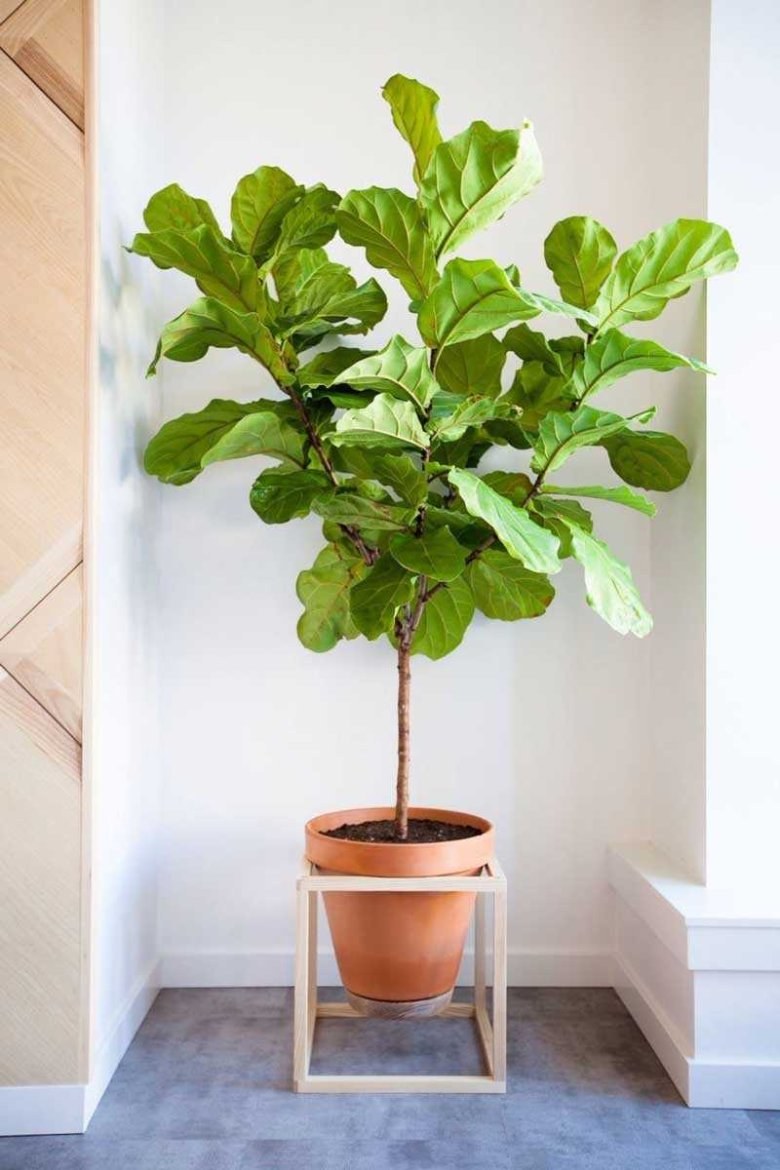 Ficus lyrata - фикус лирата