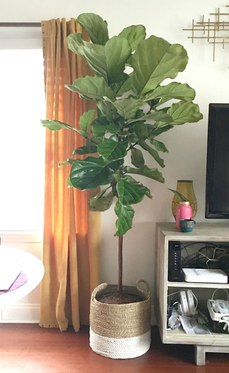 Фикус лирата Колумнарис