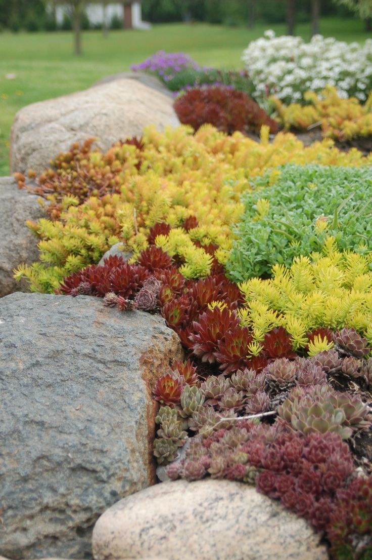 Очиток (Sedum `Red Cauli`)