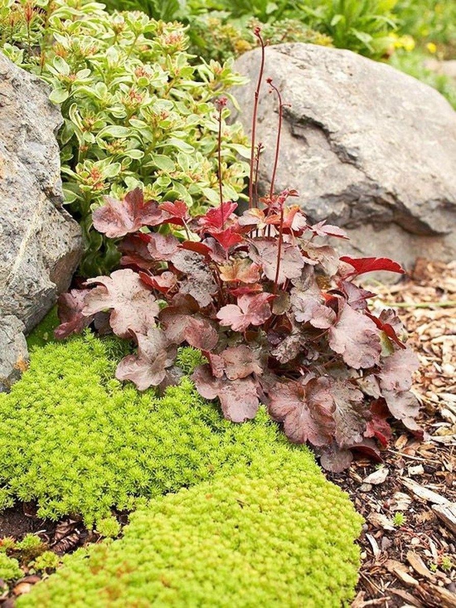 Клумба гейхера Очиток Хоста