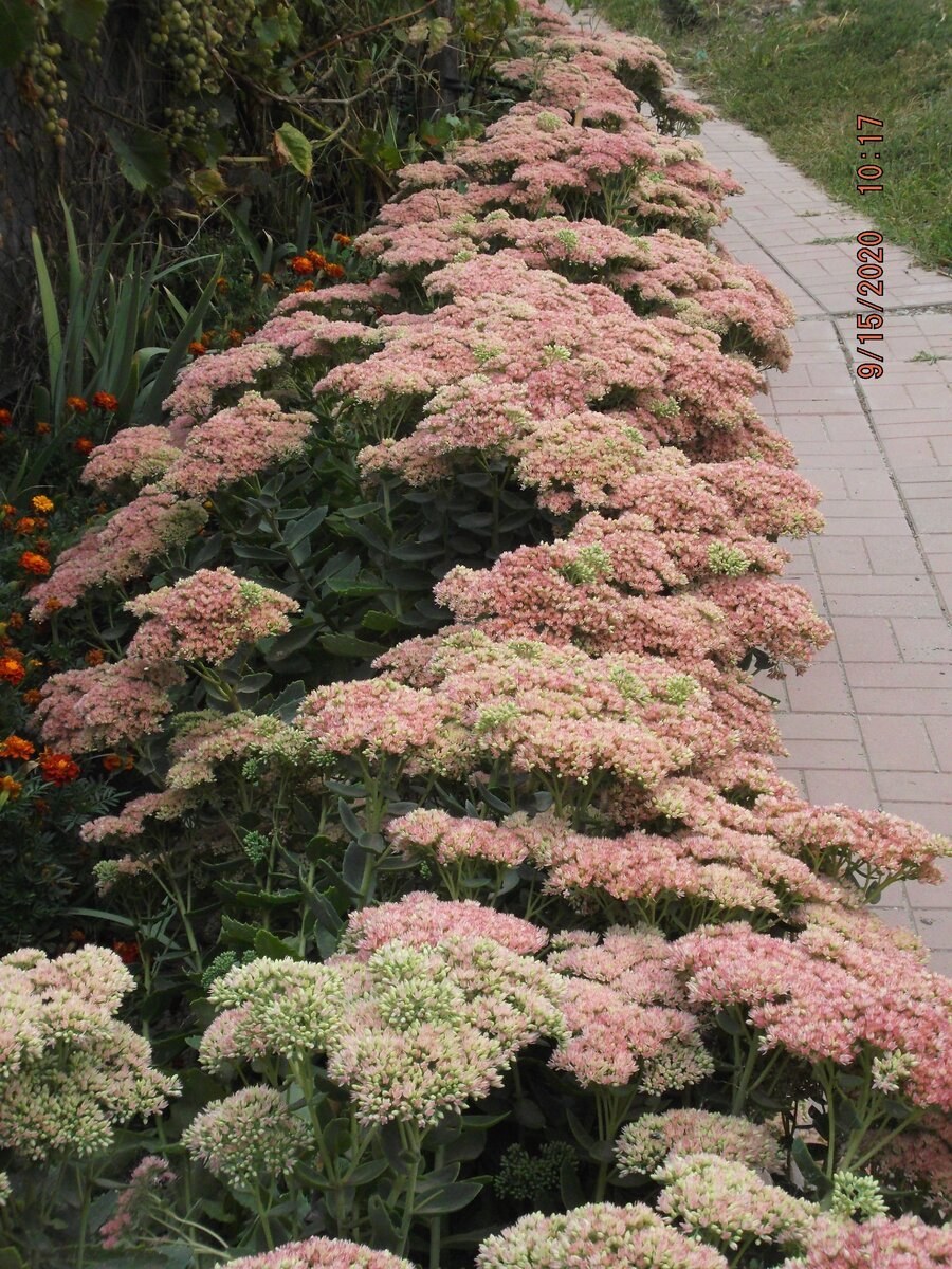 Седум телефиум Матрона