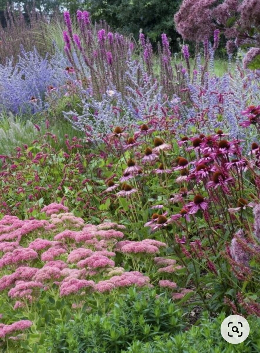 Эхинацея и Очиток