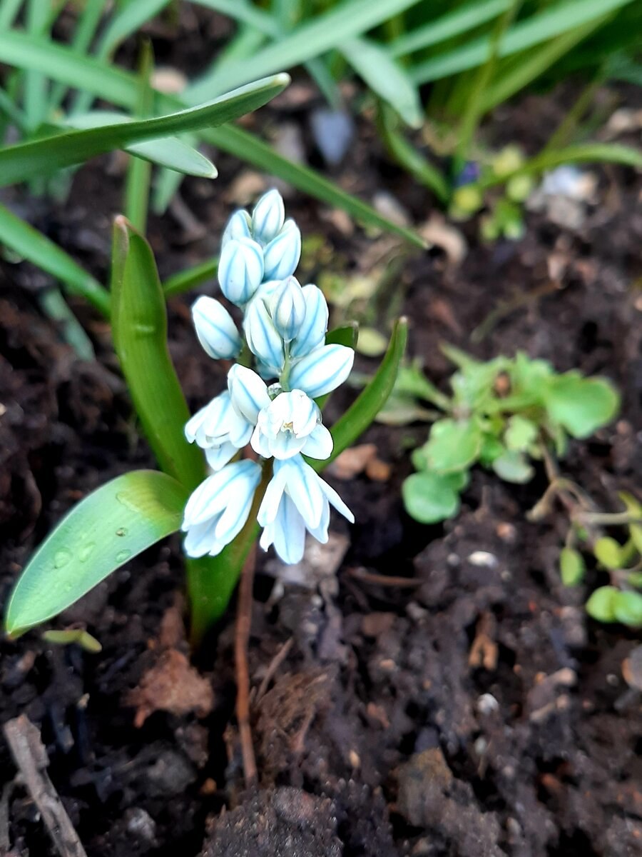 Пушкиния Ливанская