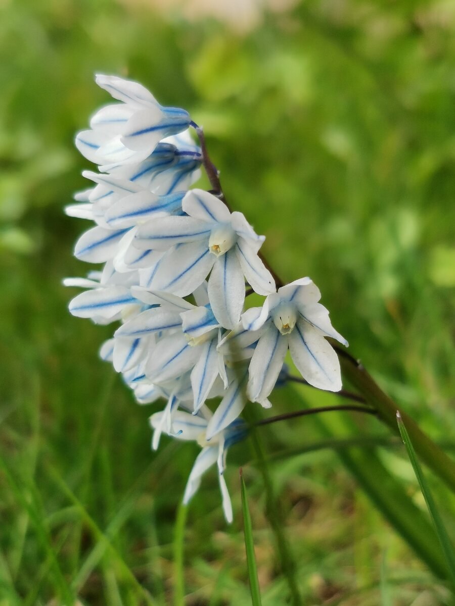 Пушкиния птицемлечник