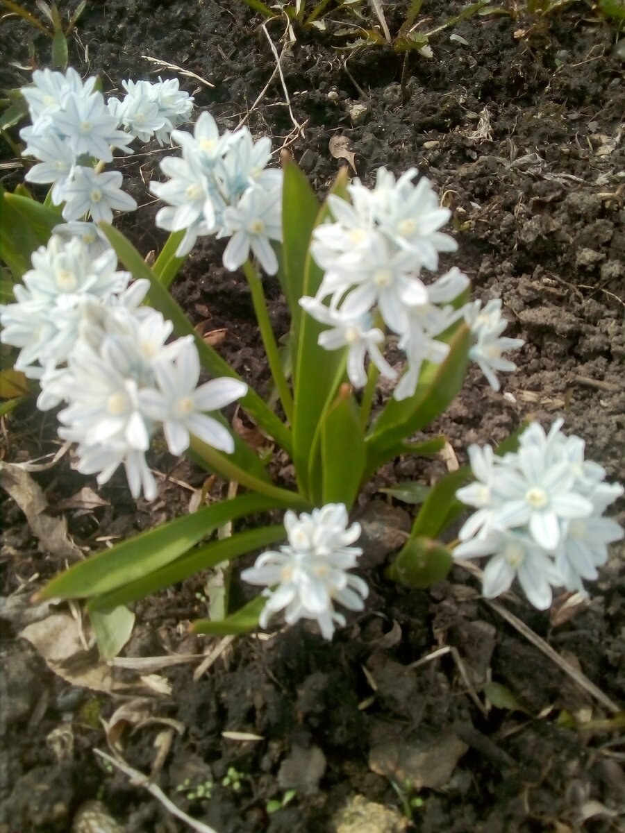 Пушкиния либанотика Альба