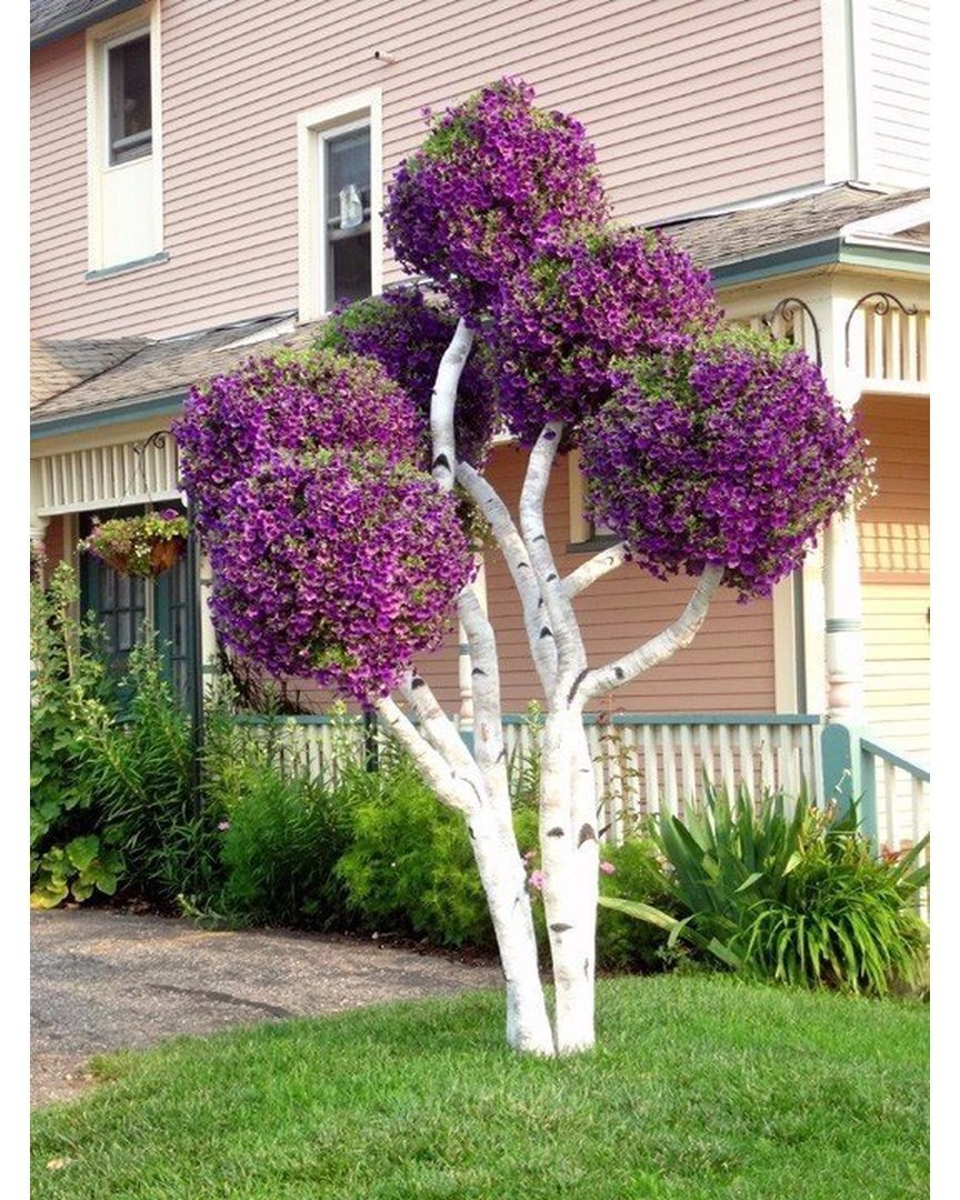 Штамбовая сирень