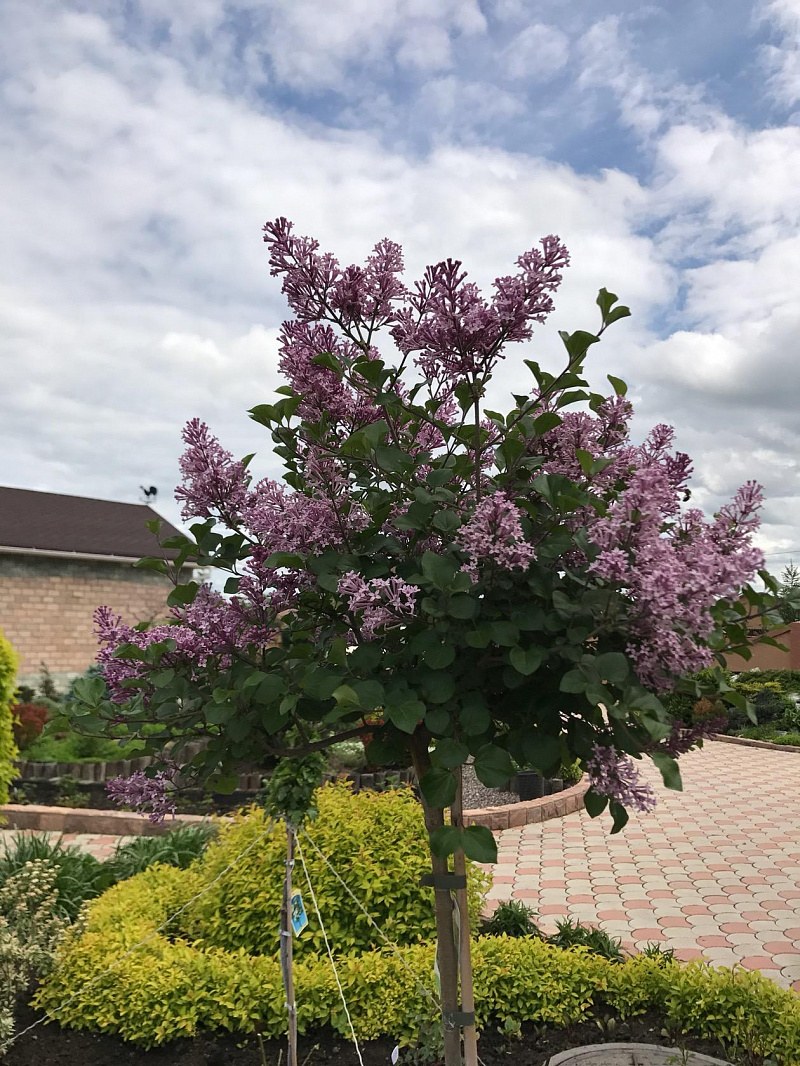 Штамбовая сирень Мейера