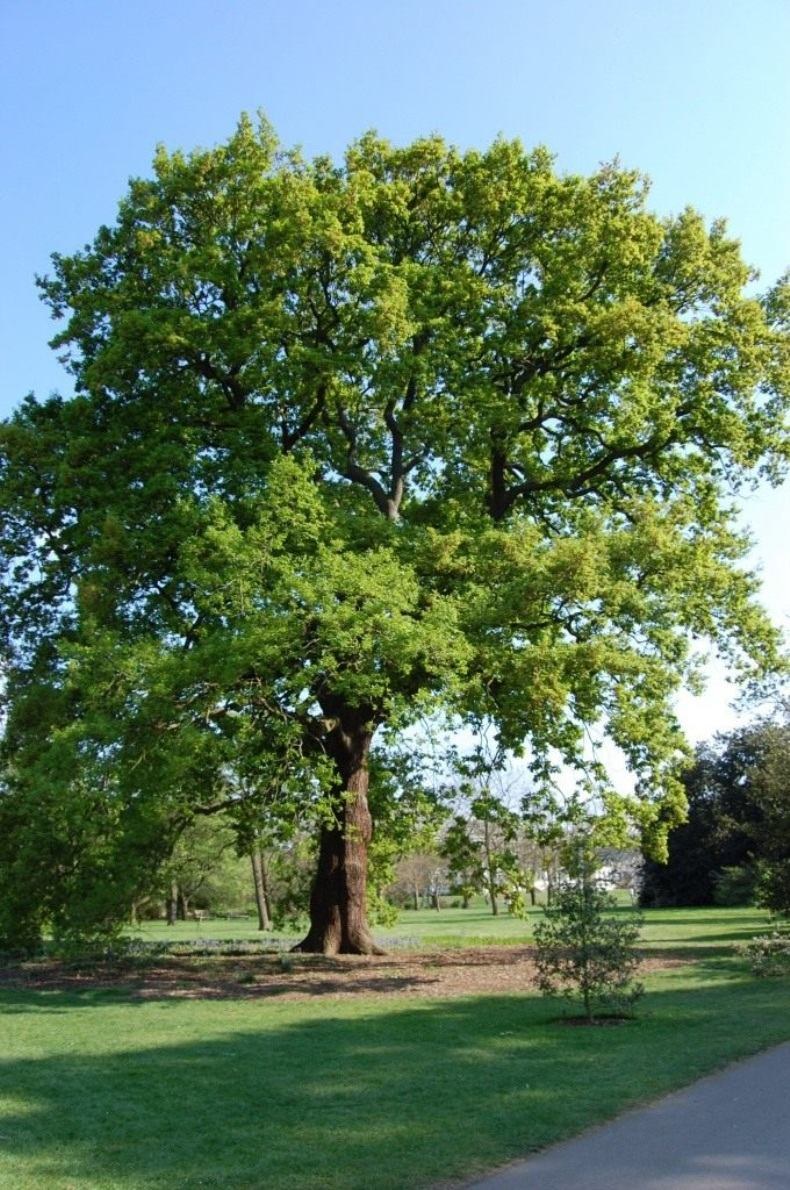 Дуб скальный Quercus petraea