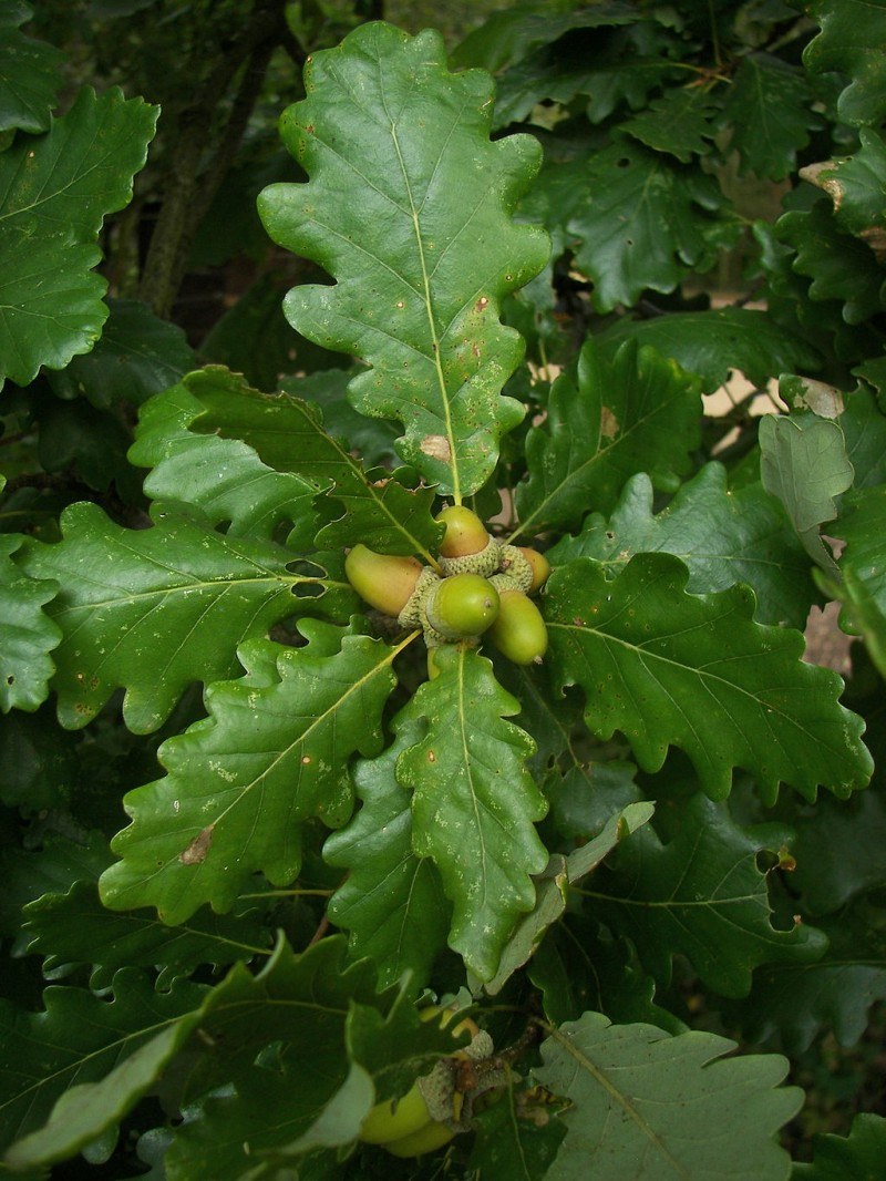Дуб скальный Quercus petraea