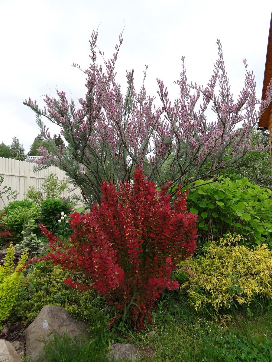 Мирикария Даурская