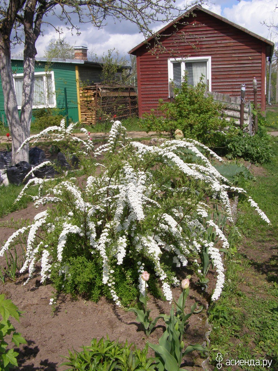 Спирея серая Казиу