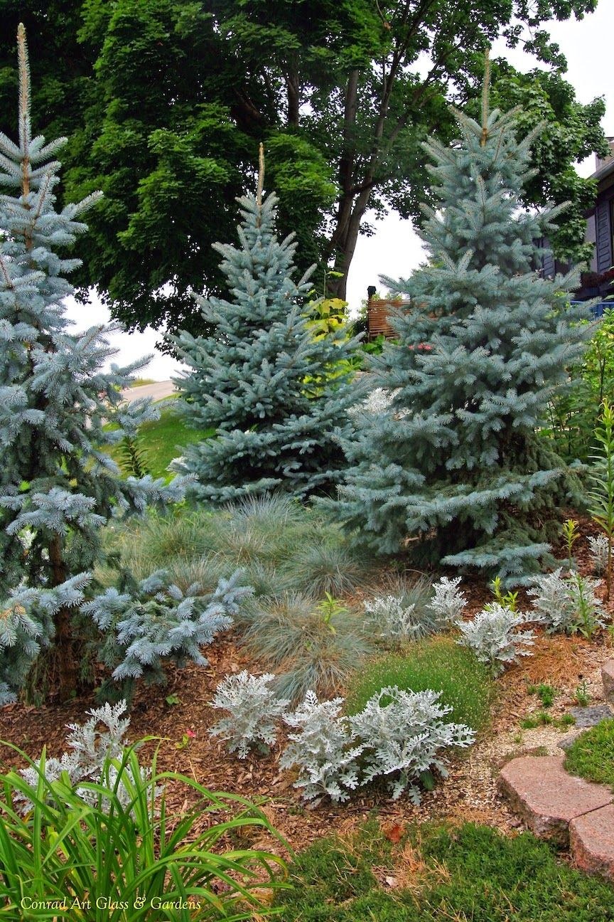 Хупси голубая ель