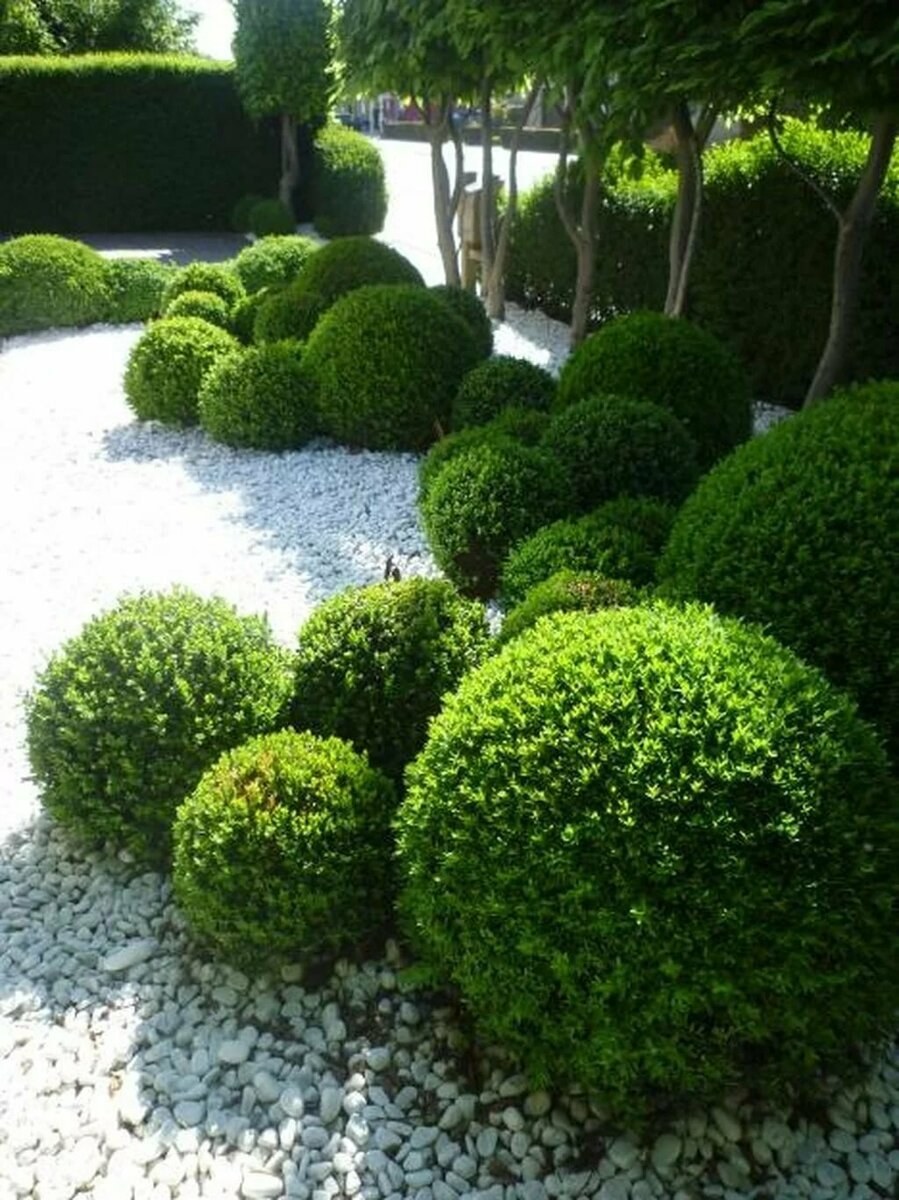 Самшит Буксус вечнозеленый