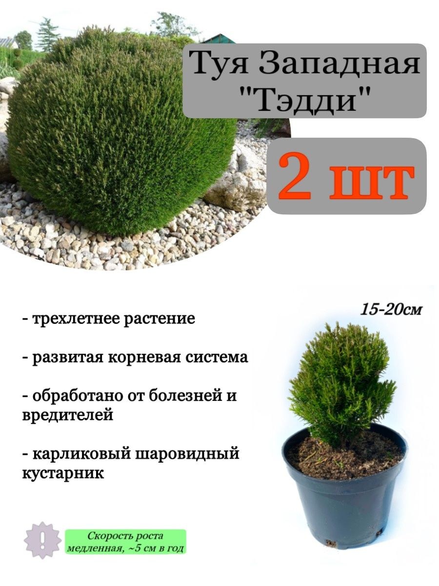 Замороженная туя