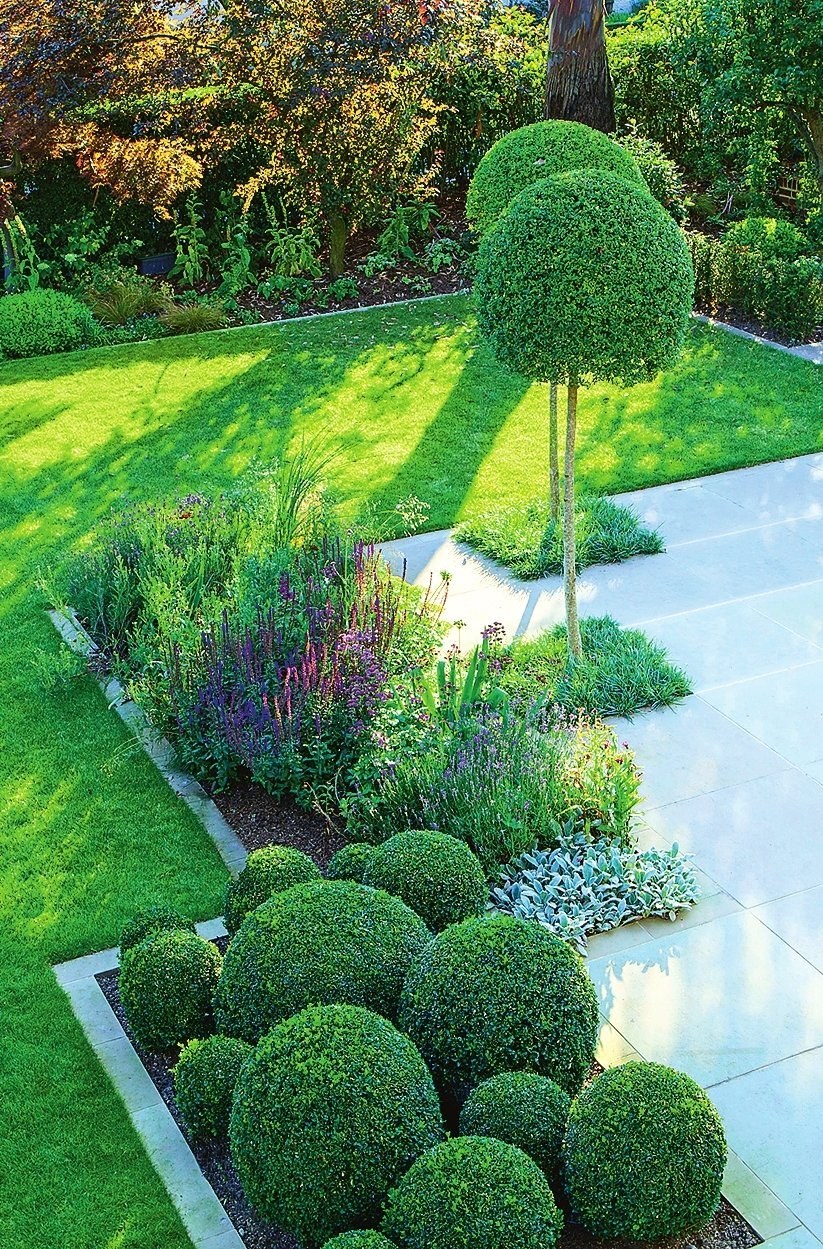 Туя Даника шаровидная стрижка