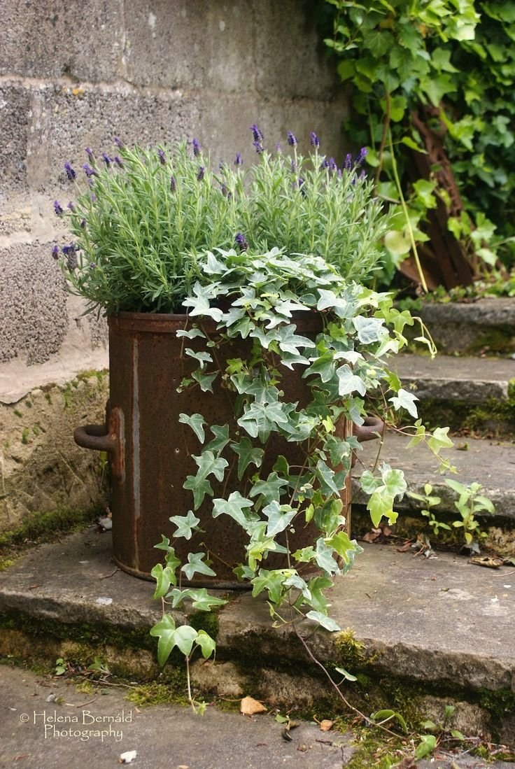 Плющ уличный мелколистный