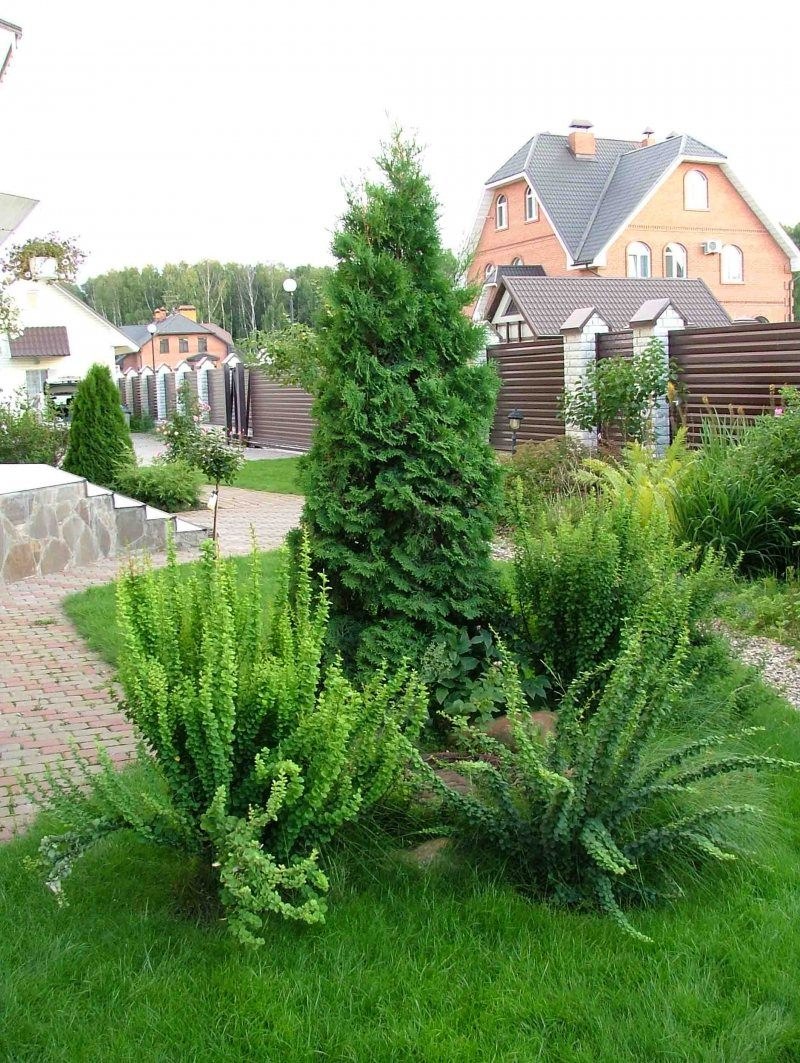 Туя метельчатая