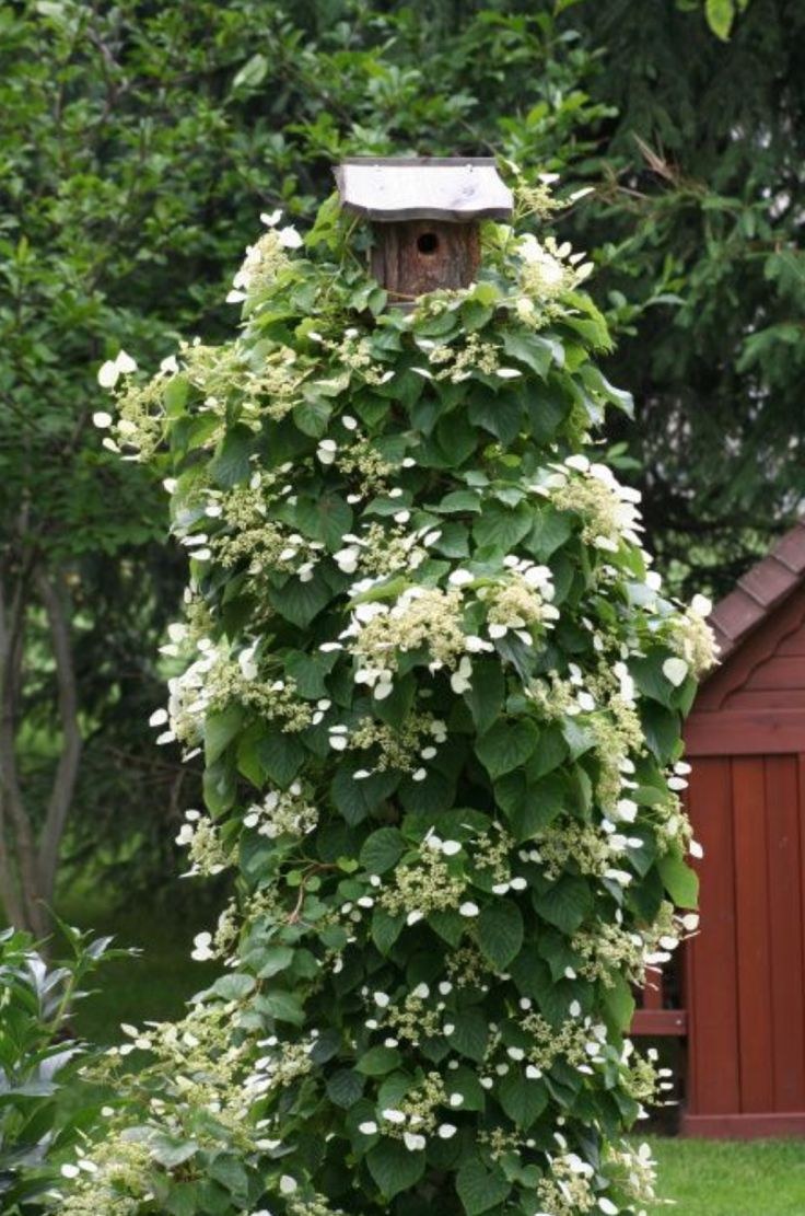 Гортензия Петиоларис