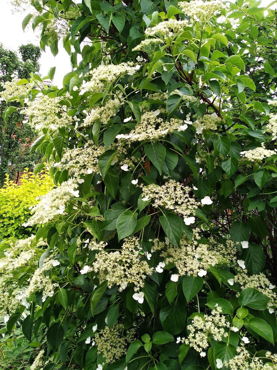 Черешковая гортензия в ландшафтном дизайне (94 фото)