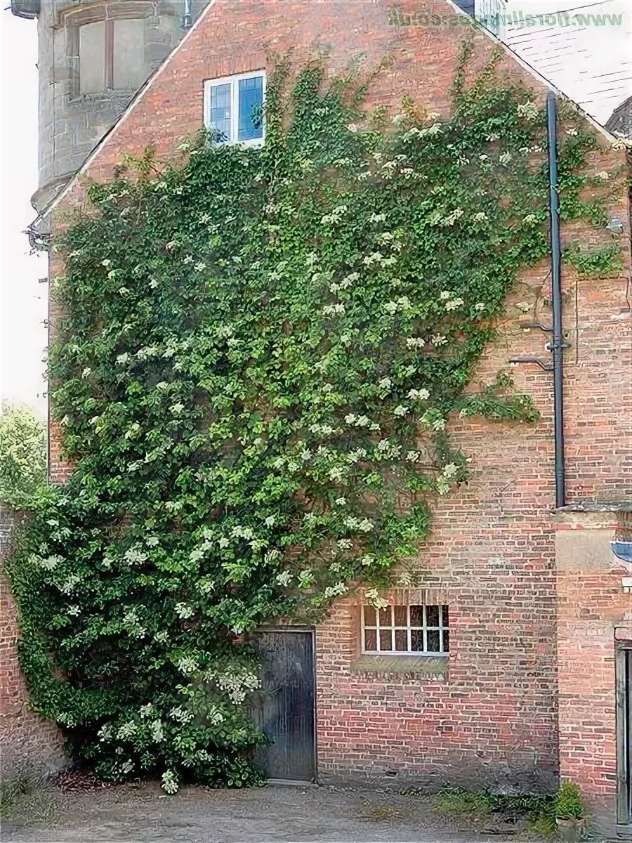 Гортензия черешковая вьющаяся Петиоларис