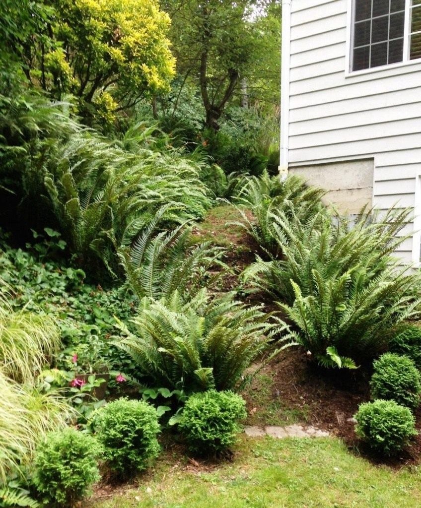 Папоротник страусник в саду