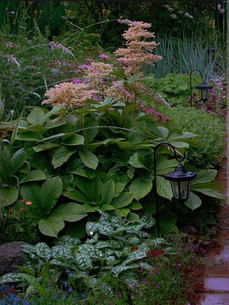 Астильба гейхера бадан