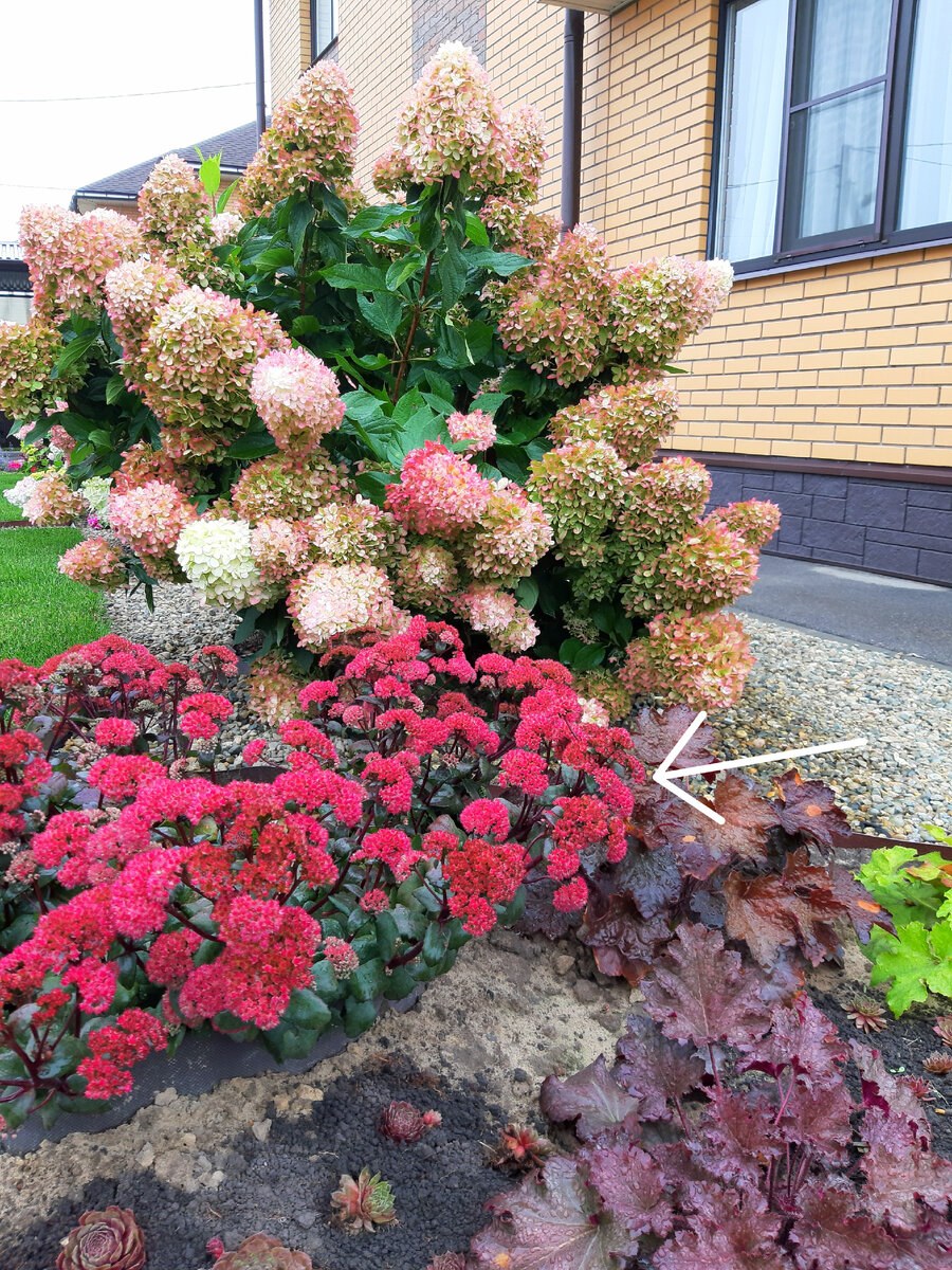 Гортензия Фантом Ванилла Фрейз