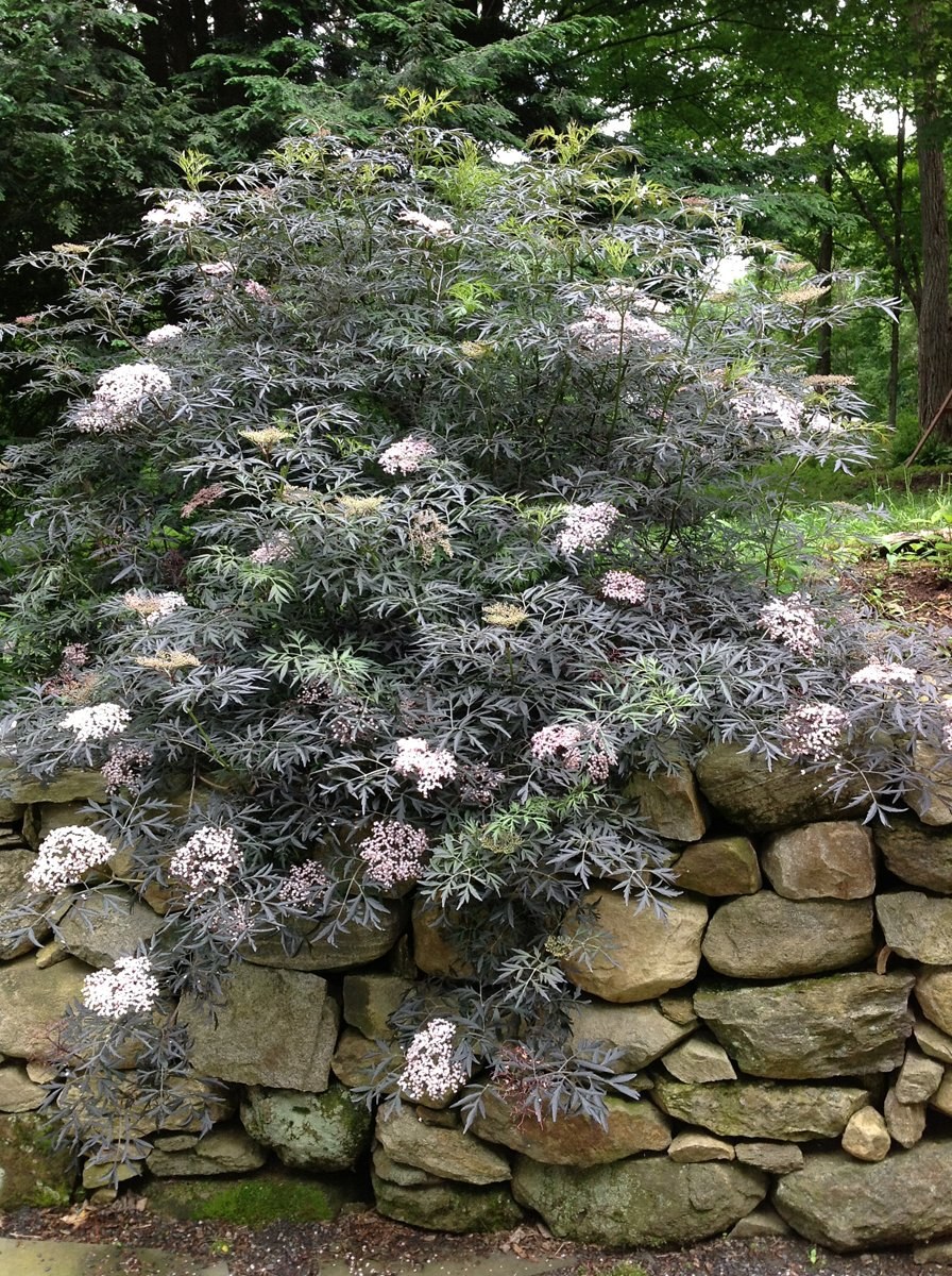 Бузина Блэк Бьюти