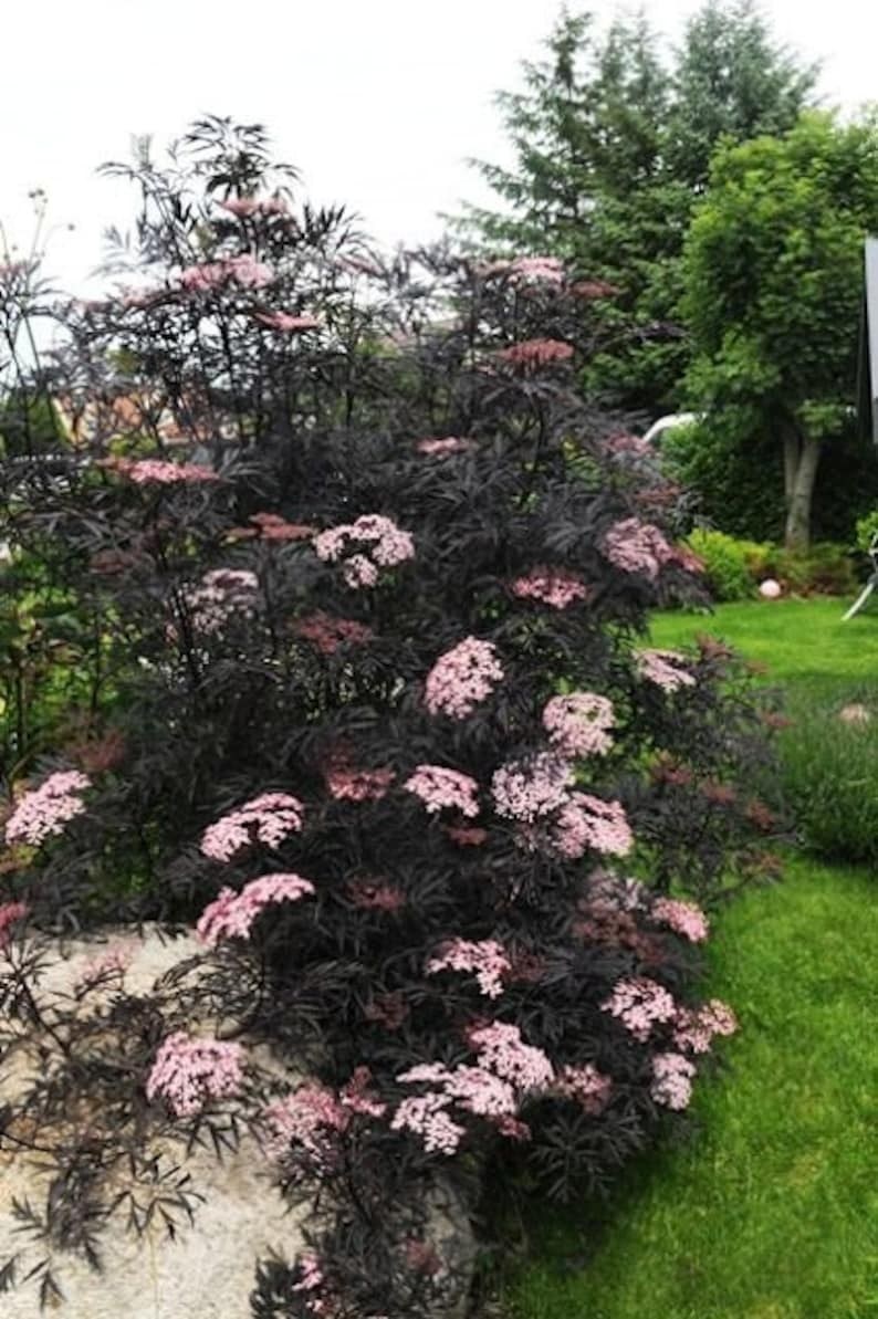 Бузина черная Блэк Лейс