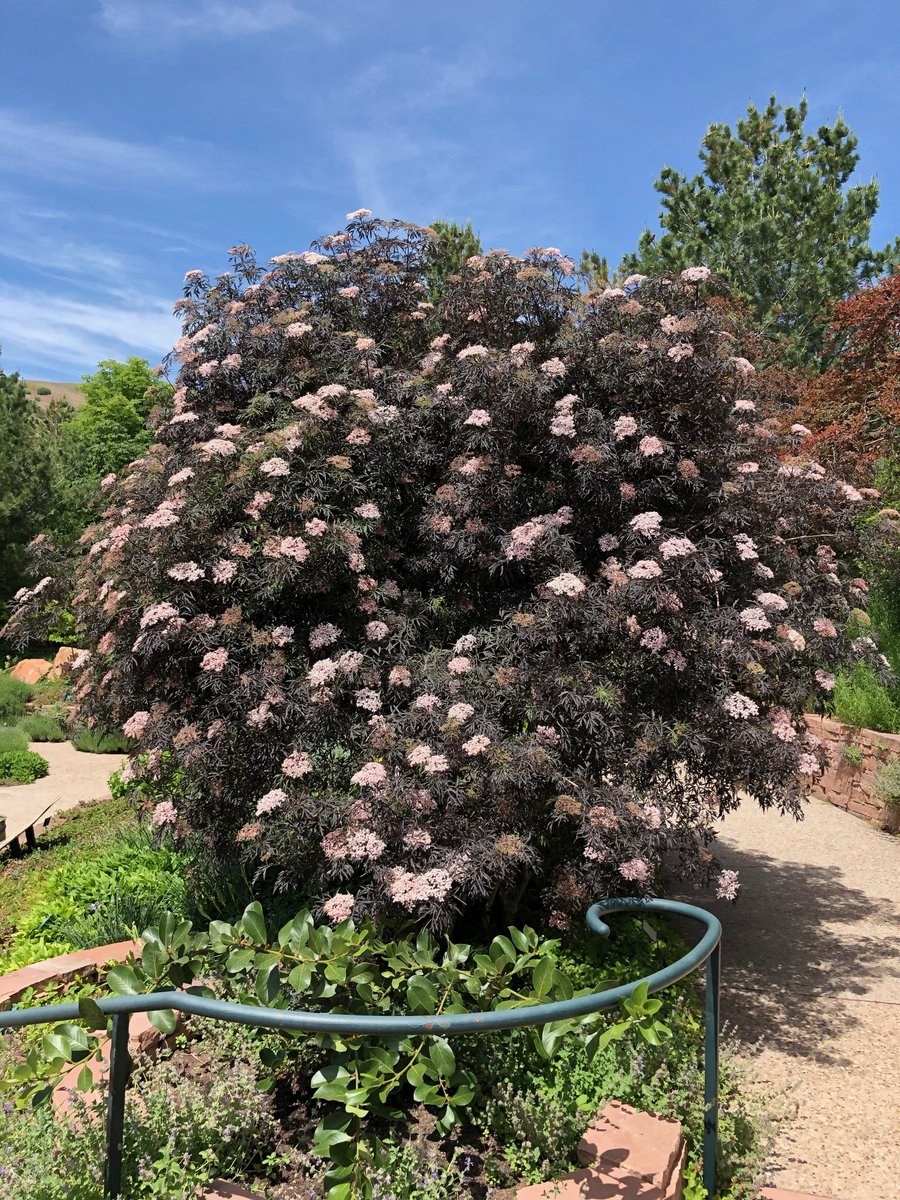 Бузина черная Black Lace