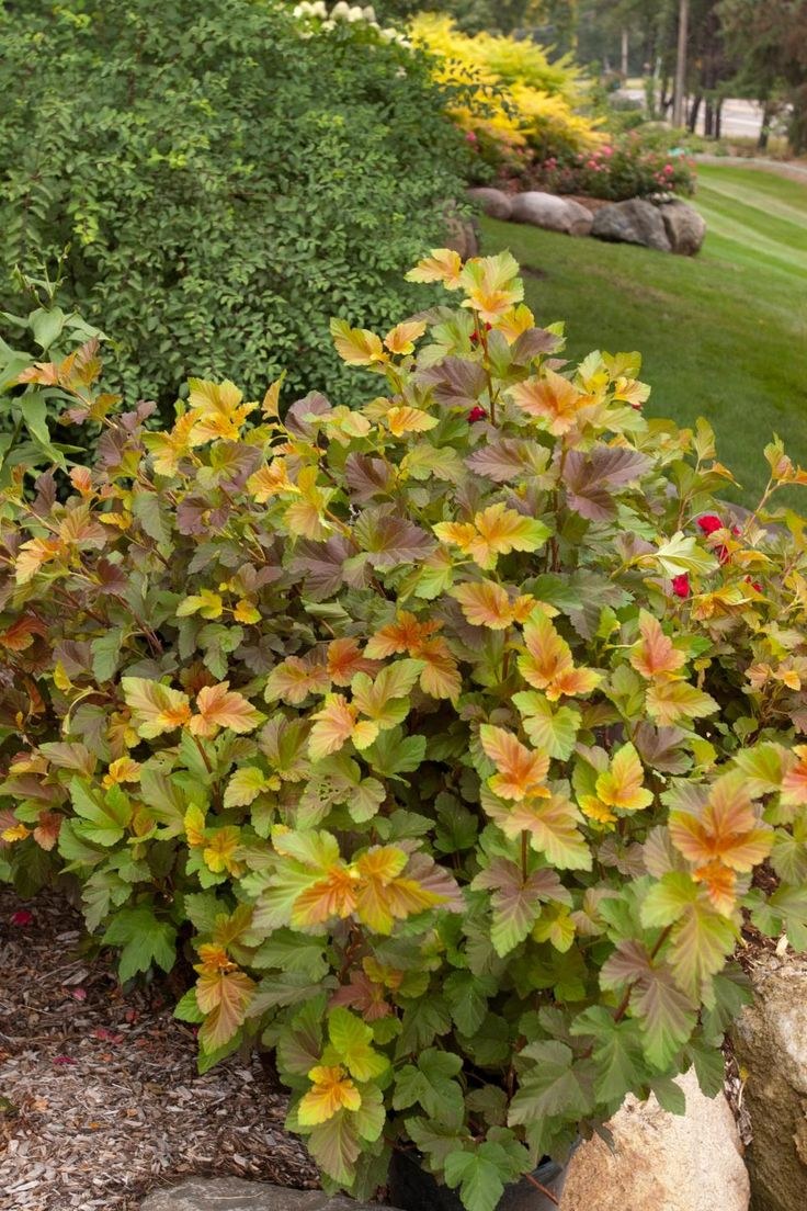 Пузыреплодник Эмбер джубелле