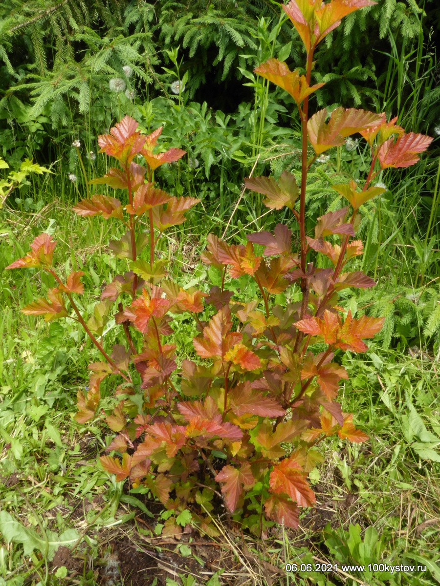 Пузыреплодник Эмбер