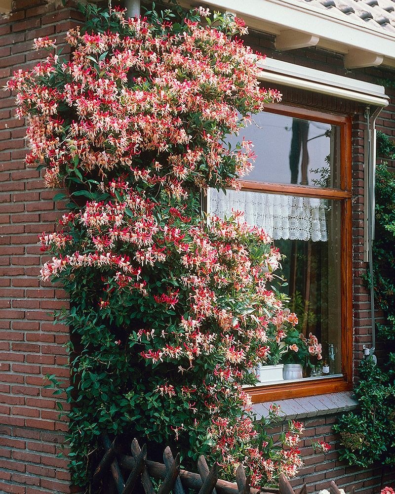 Жимолость каприфоль Серотина