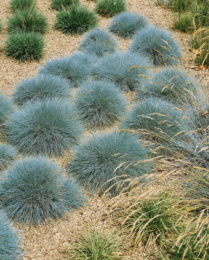 Овсяница сизая (Festuca glauca)