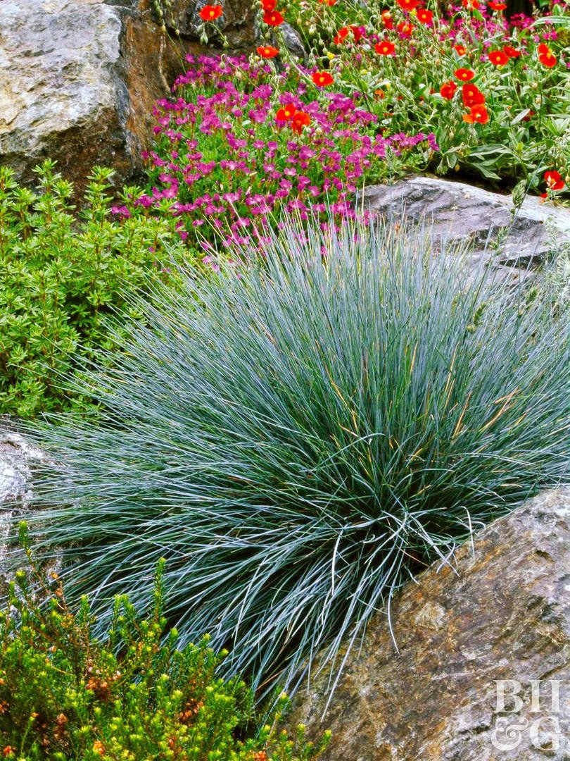 Овсяница сизая лазурит