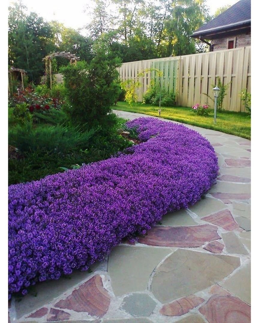 Обриета на клумбе