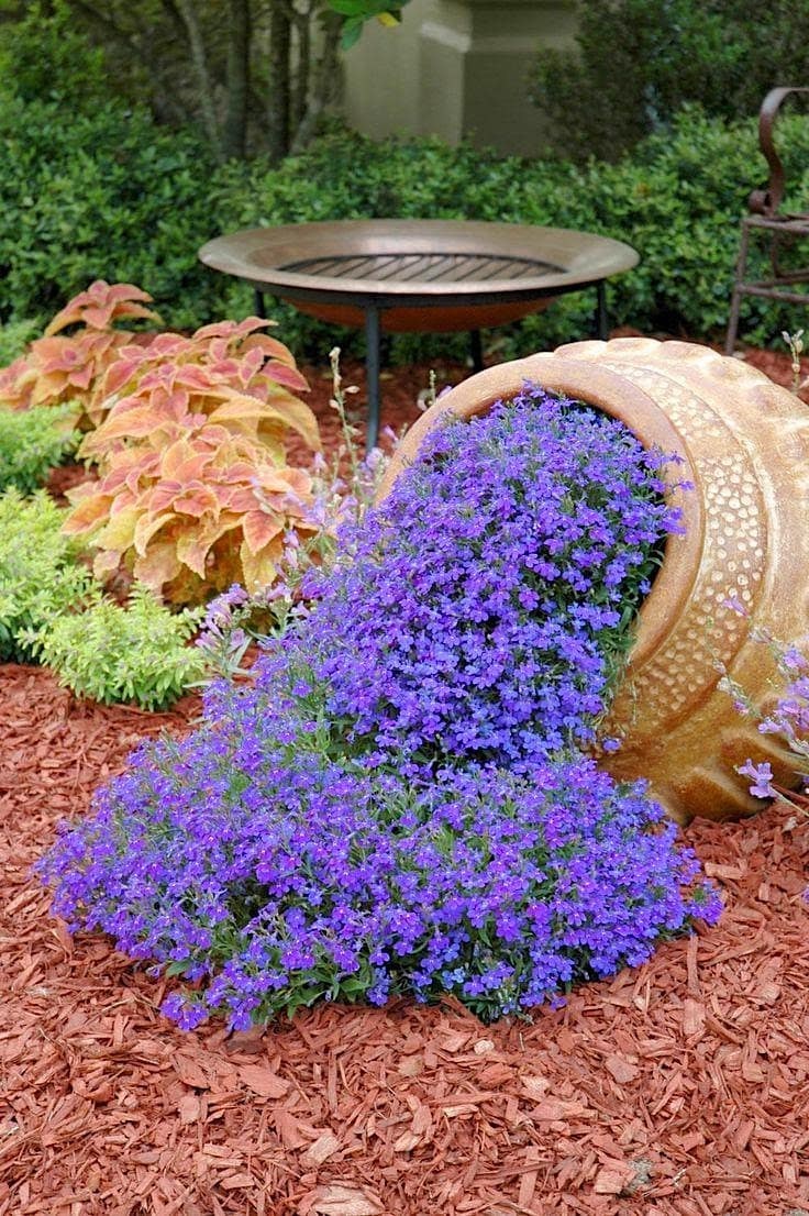 Лобелия бордюрная