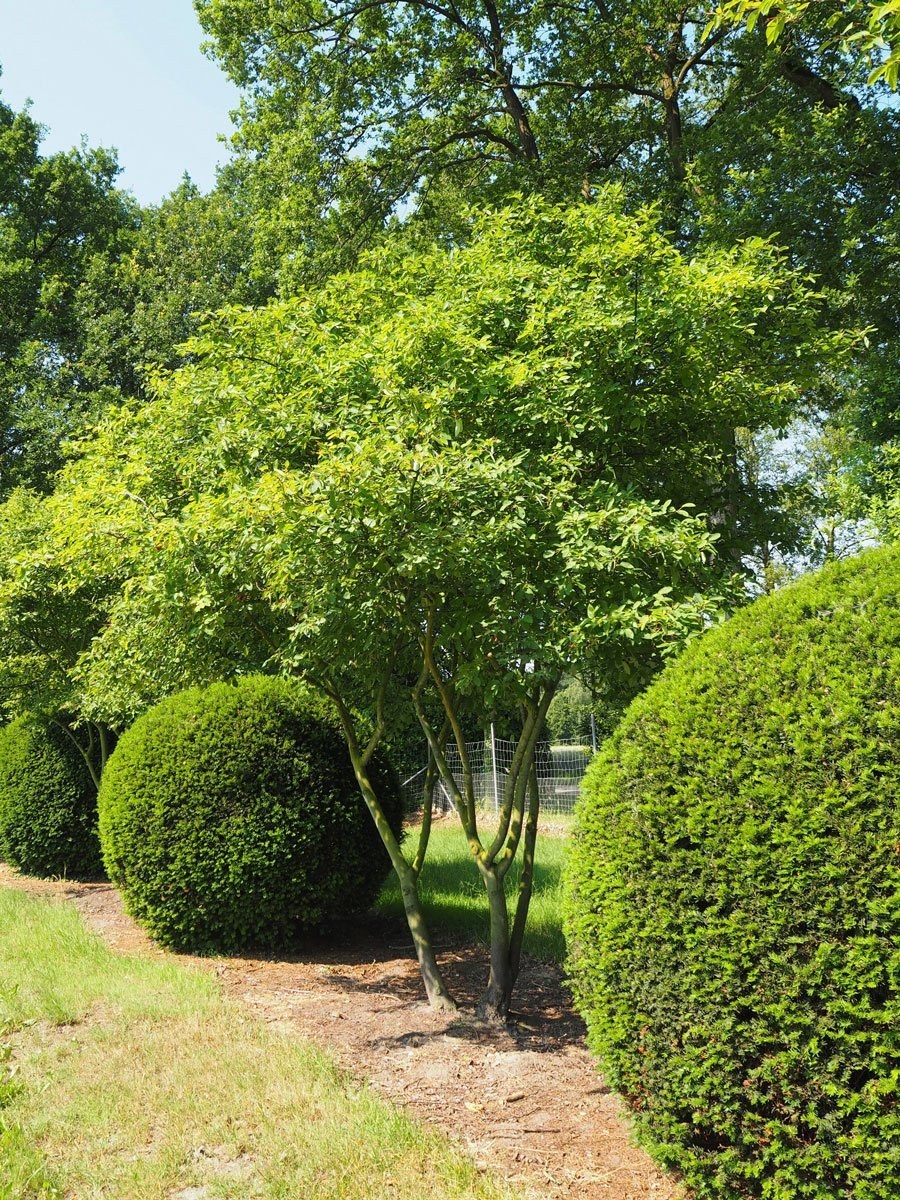 Ирга Ламарка плоды